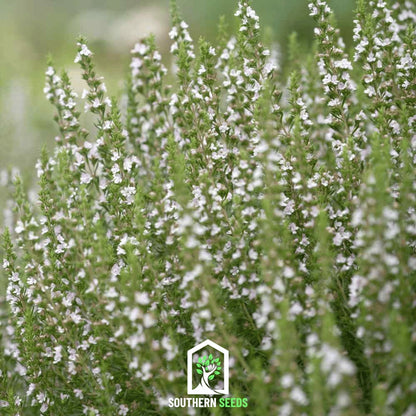 White Hyssop – 50 Seeds