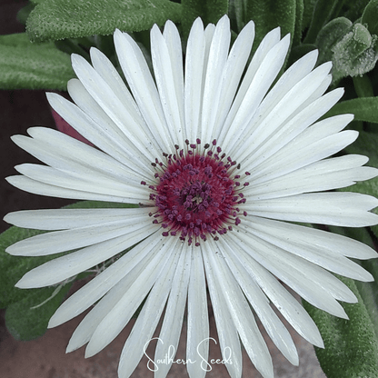 Gelato White Ice Plant – 200 Seeds