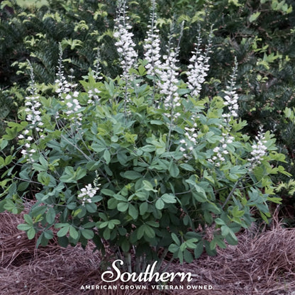 Wild White Indigo – 35 Seeds