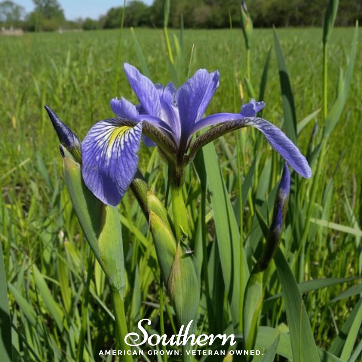 Northern Blue Flag Iris – 25 Seeds