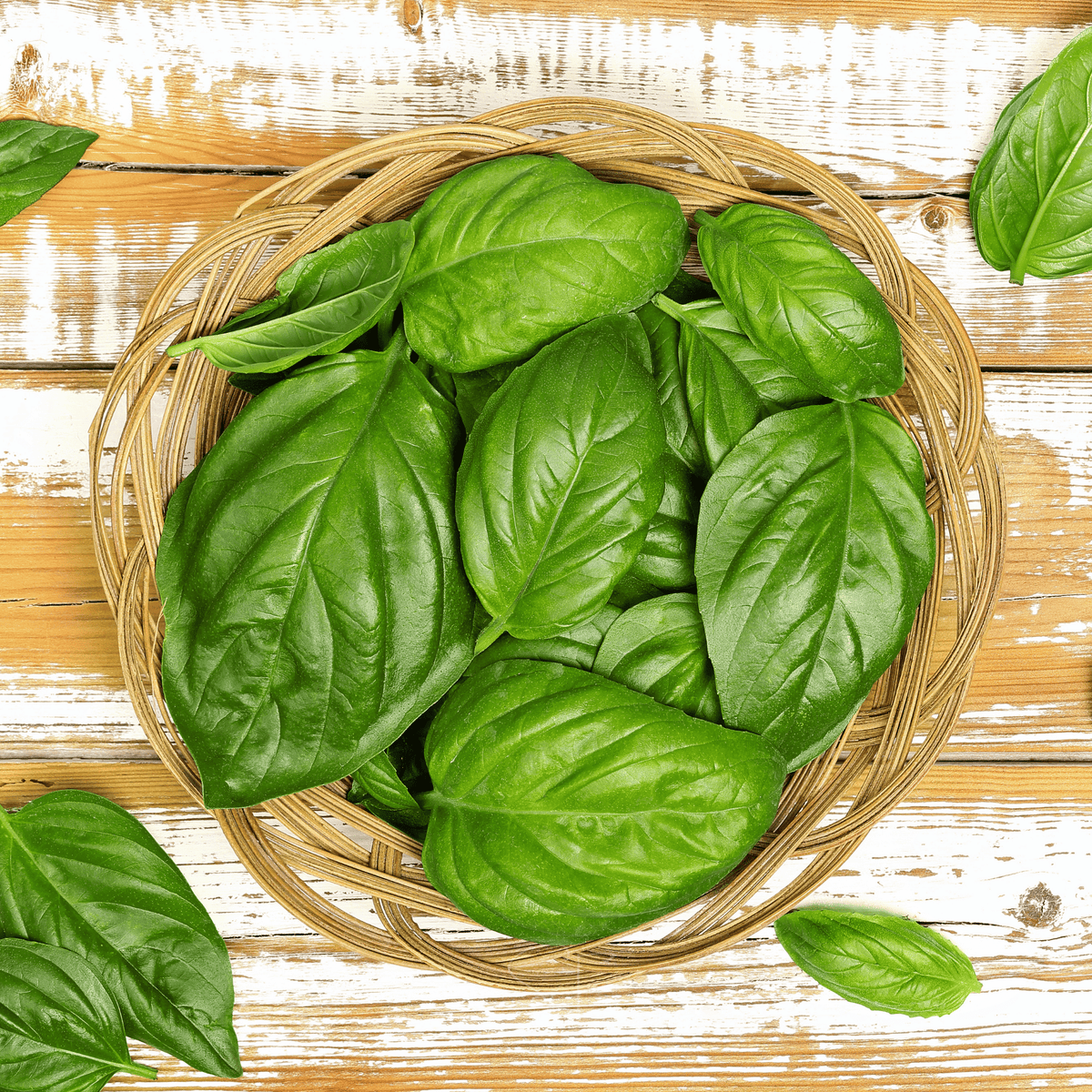 Italian Large Leaf Basil – 250 Seeds