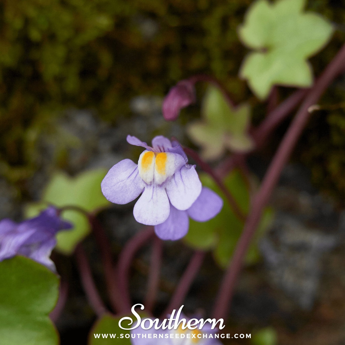 Kenilworth Ivy – 100 Seeds