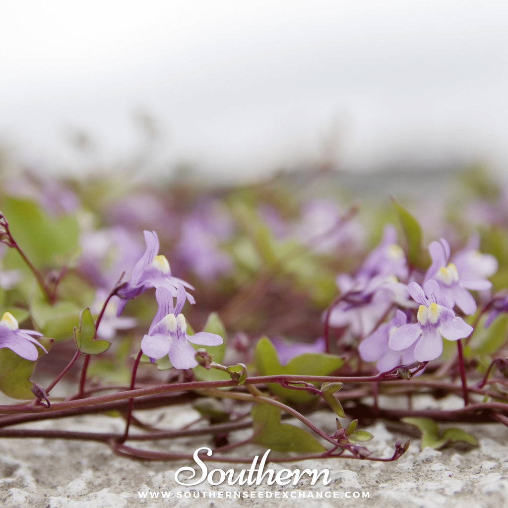 Kenilworth Ivy – 100 Seeds