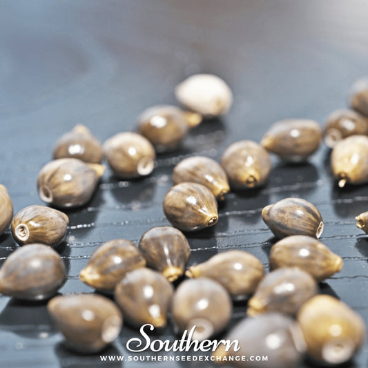Job’s Tears – 10 Seeds