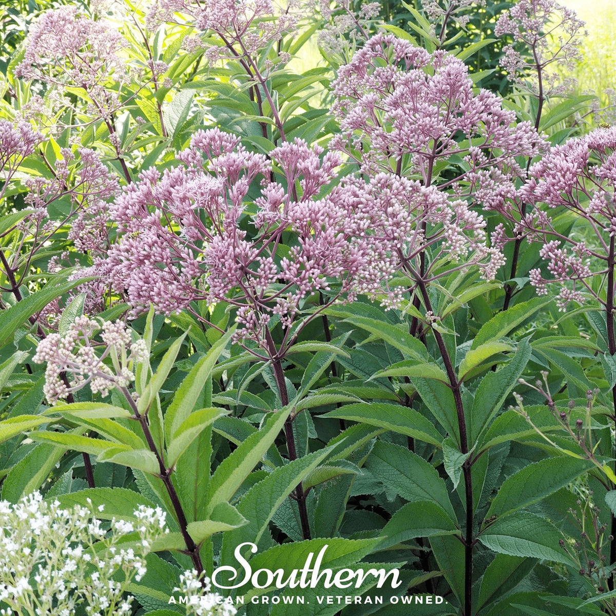 Spotted Joe Pye Weed – 100 Seeds
