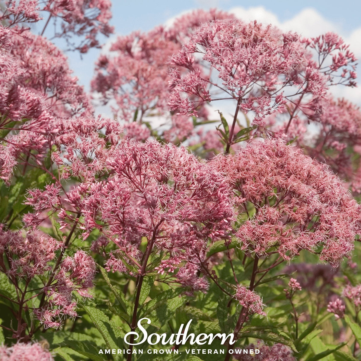 Sweet Joe Pye Weed – 100 Seeds