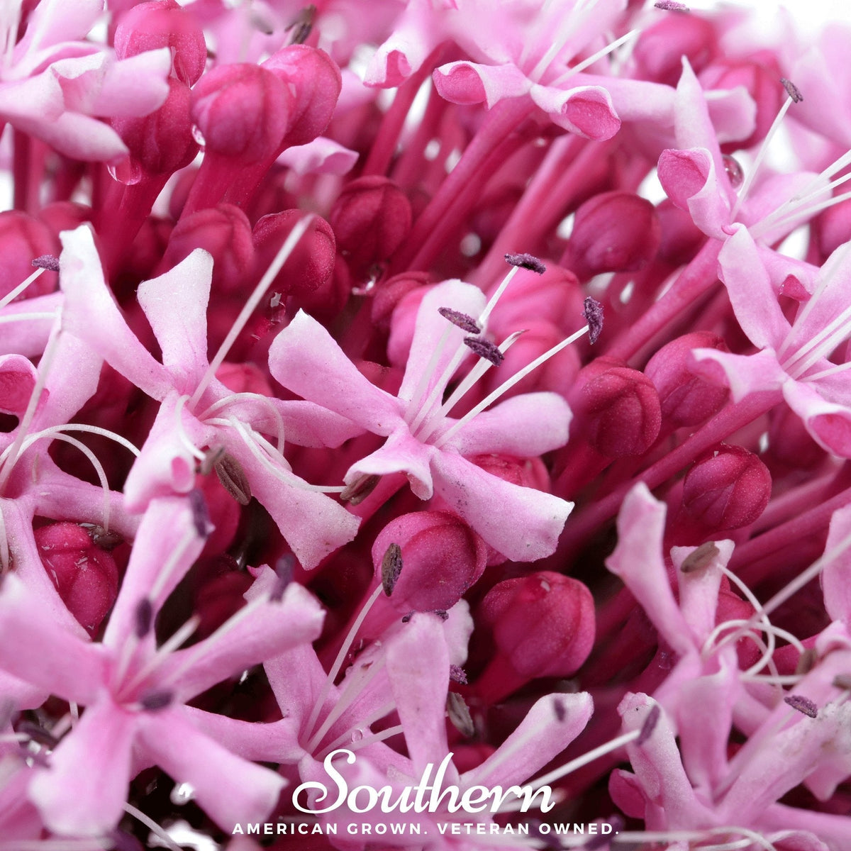 Sweet Joe Pye Weed – 100 Seeds