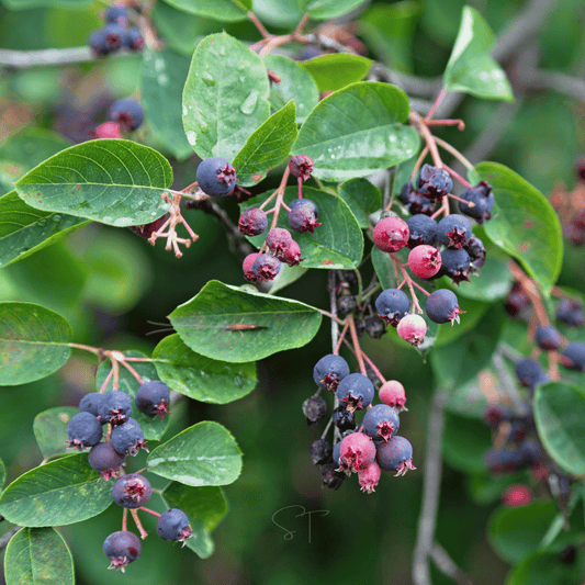 Juneberry – Serviceberry – 50 Seeds