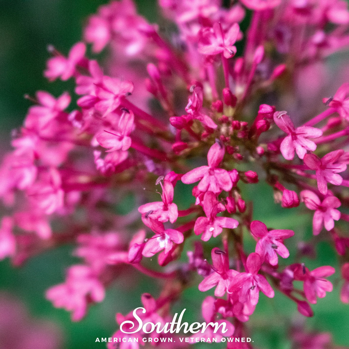 Jupiter’s Beard Mix – 50 Seeds