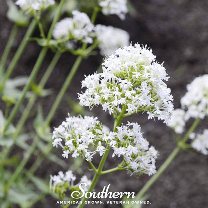 White Valerian Jupiter’s Beard – 50 Seeds