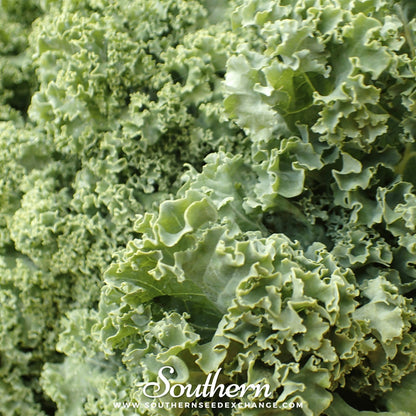Dwarf Siberian Kale – 250 Seeds