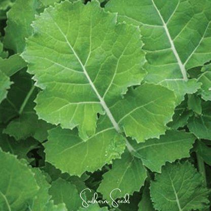 Premier Kale – 250 Seeds