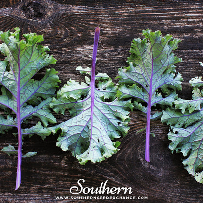 Red Russian Kale – 250 Seeds