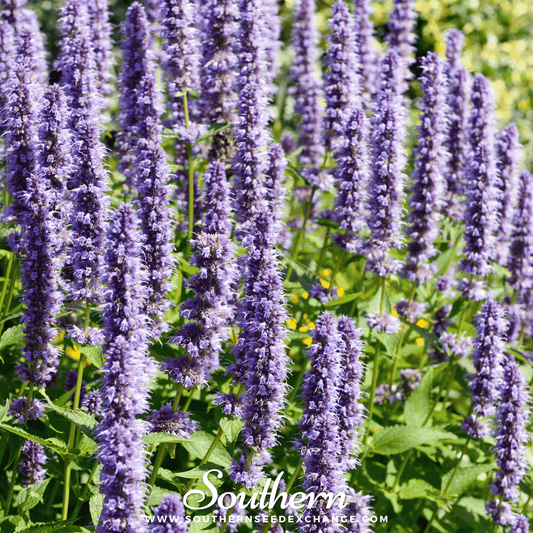 Korean Mint – 50 Seeds