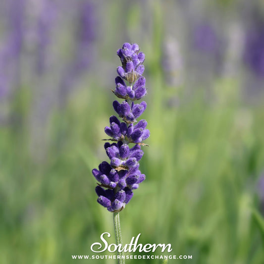 Hidcote Lavender – 50 Seeds