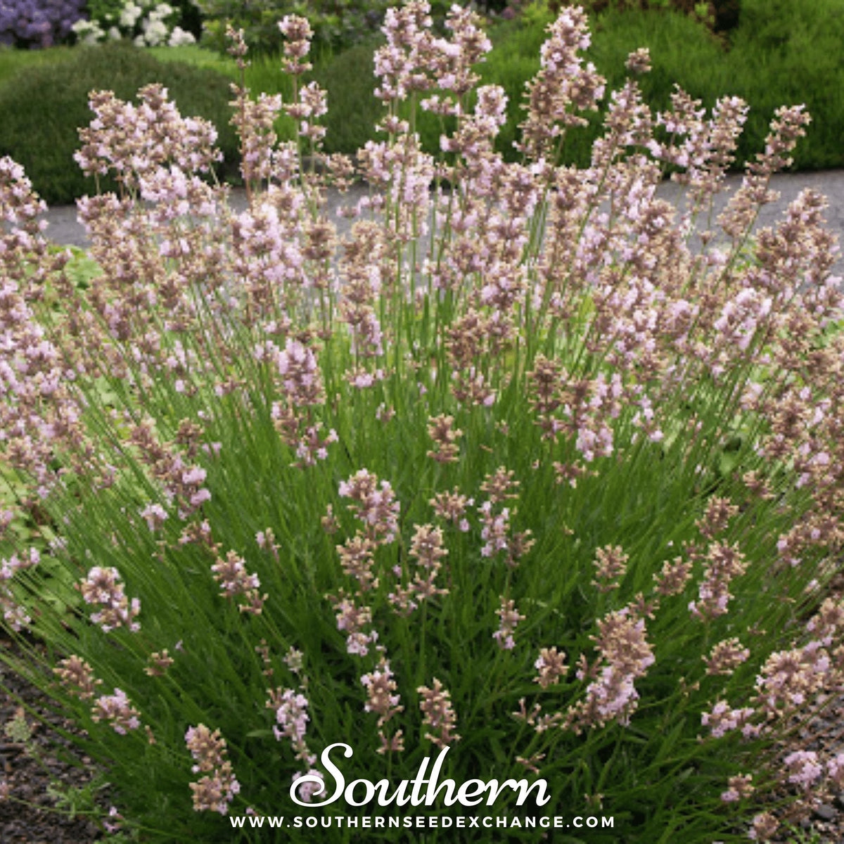 Pink Lavender – 20 Seeds