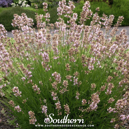Pink Lavender – 20 Seeds