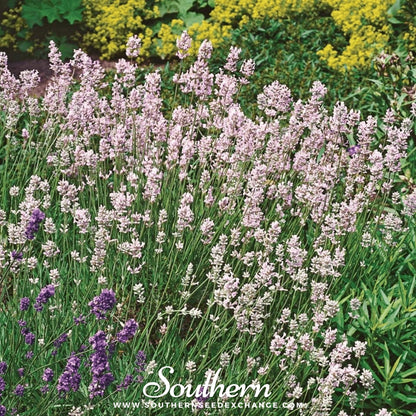 Pink Lavender – 20 Seeds