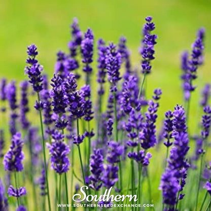 Vera Lavender – 100 Seeds