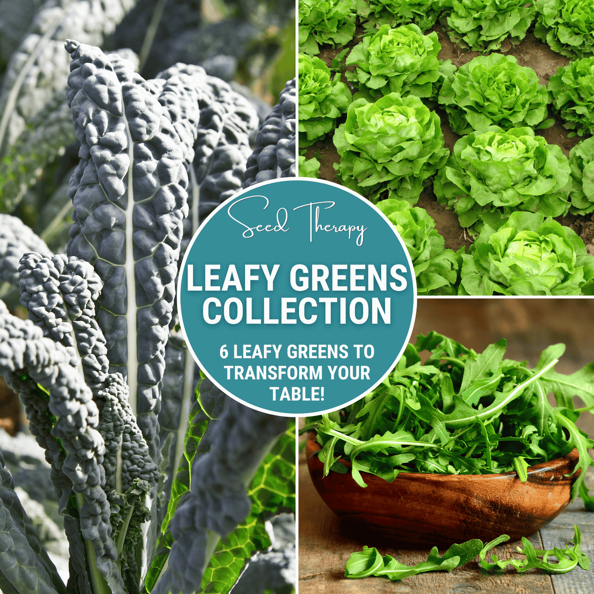 Leafy Greens Seed Collection – 6 Varieties