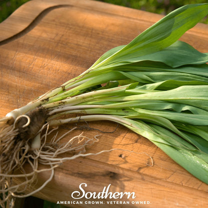 Wild Leek (Ramps) – 10 Seeds