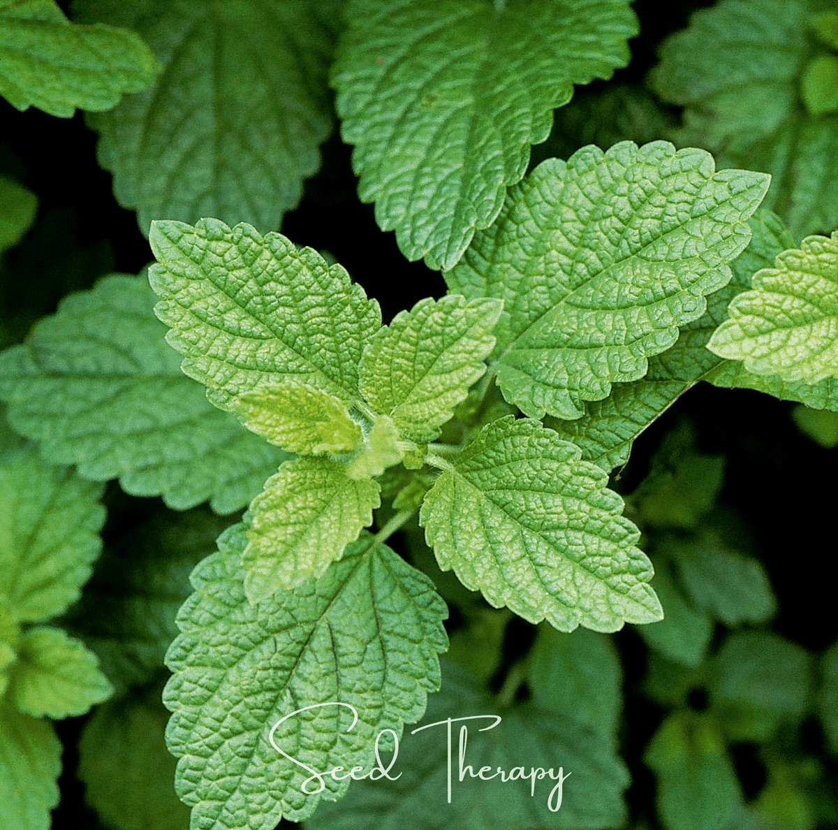Lemon Balm – 100 Seeds