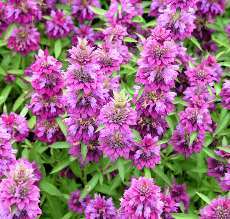 Lemon Bee Balm (Lemon Mint) – 100 Seeds