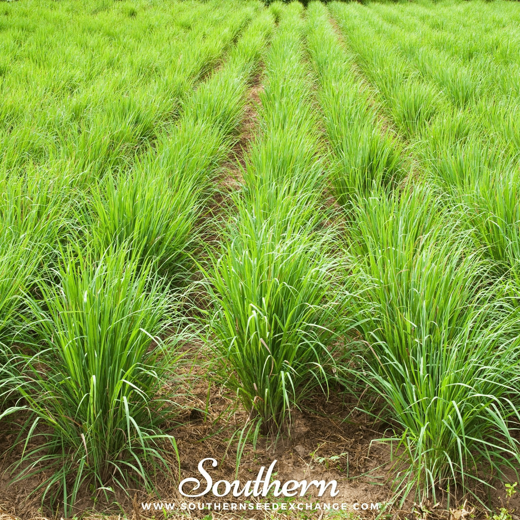 Lemon Grass – 100 Seeds