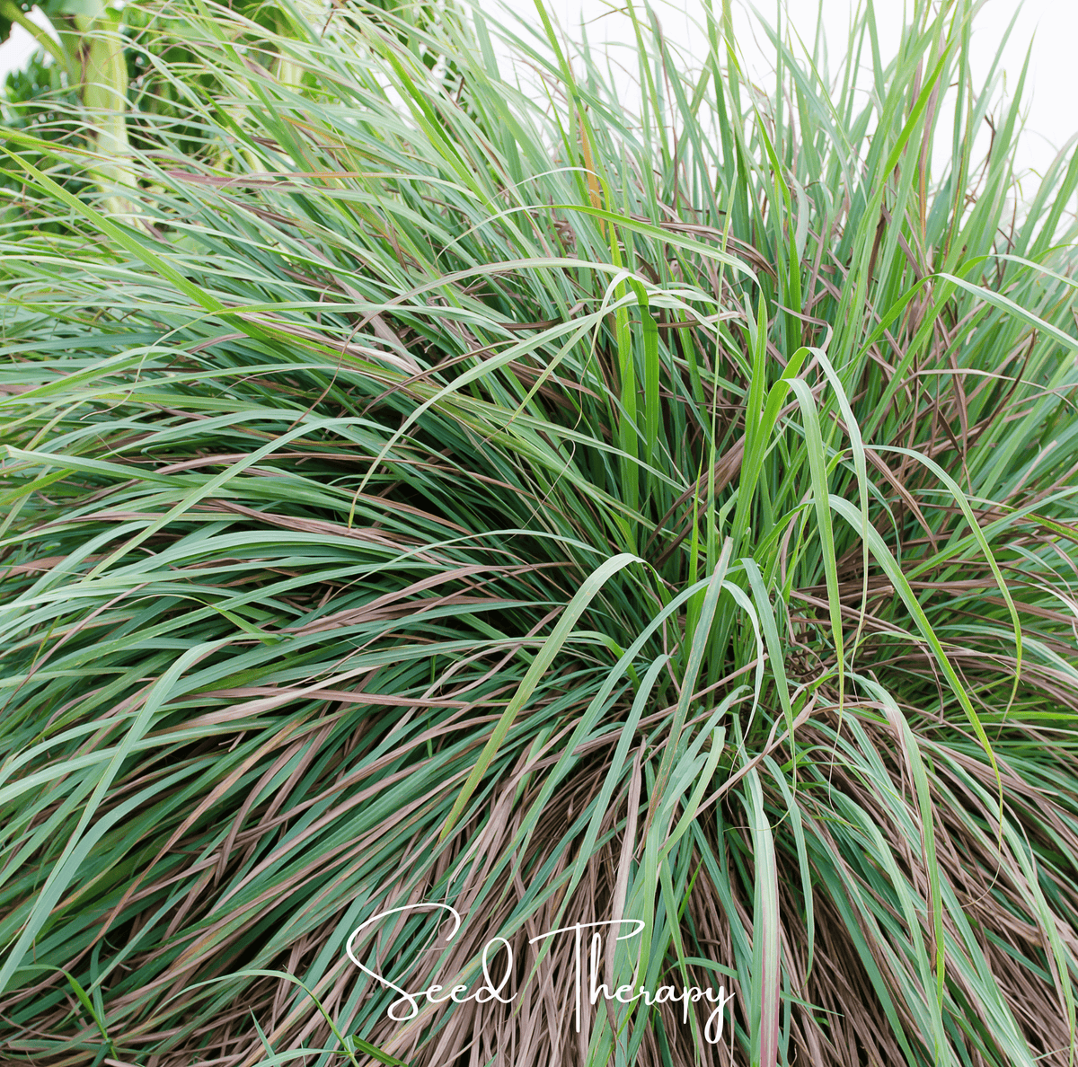 Lemon Grass – 100 Seeds