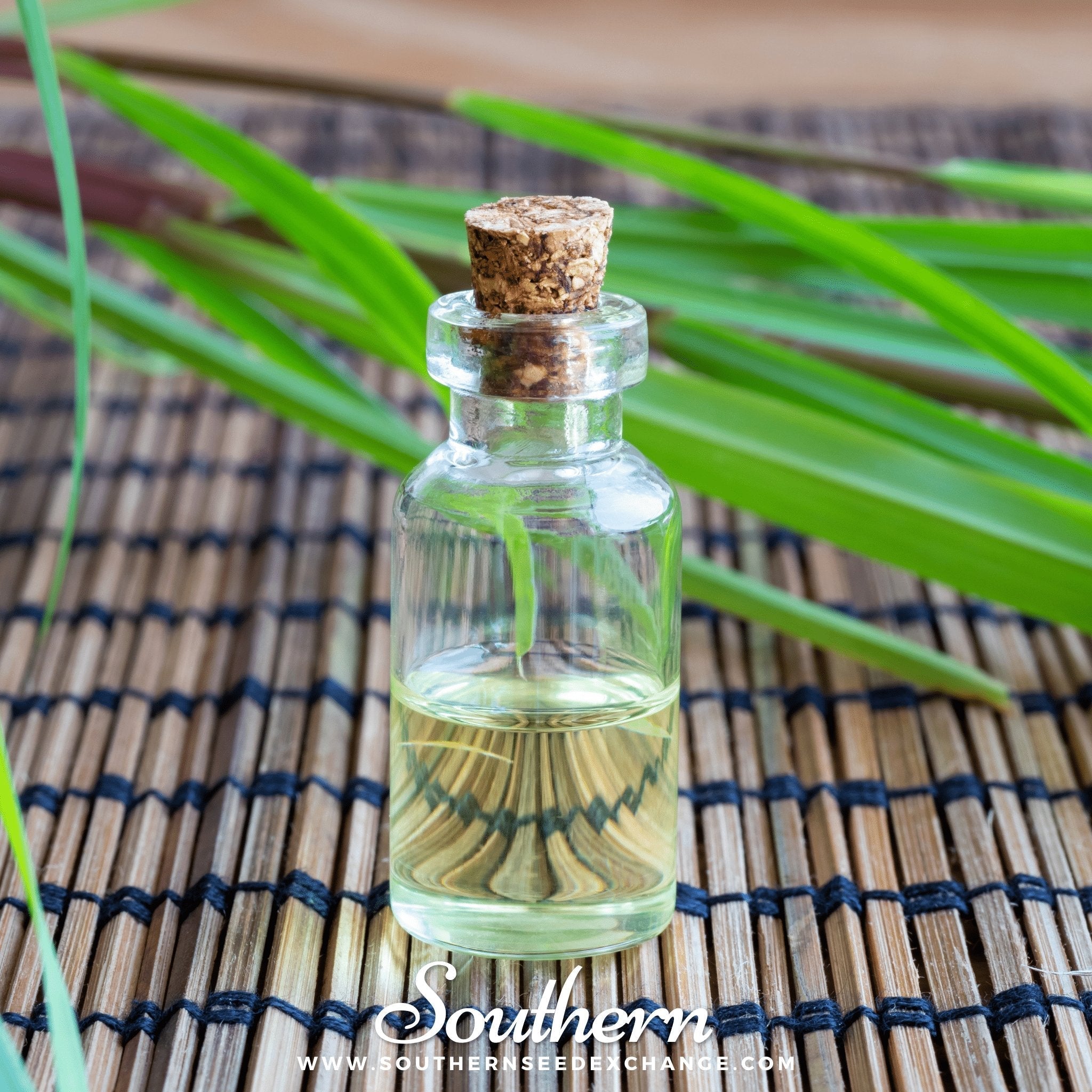 Lemon Grass – 100 Seeds