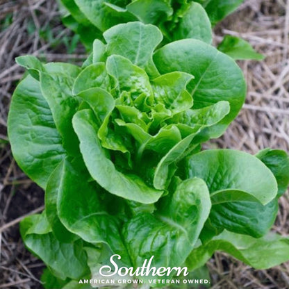 Bibb Summer Lettuce – 500 Seeds