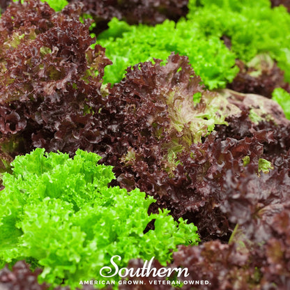 Mesclun Mix Lettuce – 500 Seeds