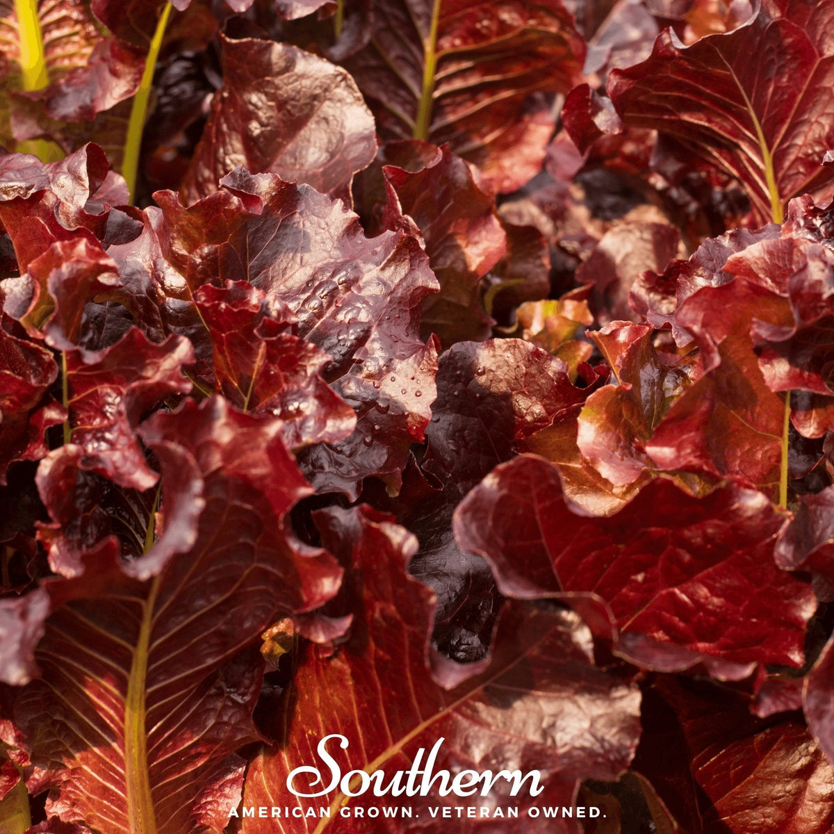 Salad Bowl Red Lettuce – 500 Seeds