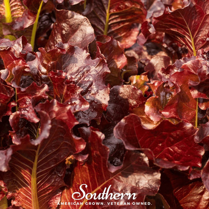 Salad Bowl Red Lettuce – 500 Seeds
