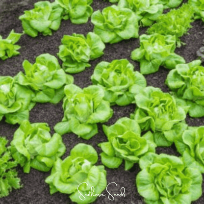 Tom Thumb Butterhead Lettuce – 500 Seeds
