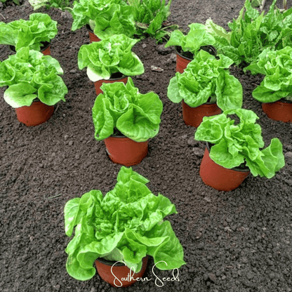 Tom Thumb Butterhead Lettuce – 500 Seeds