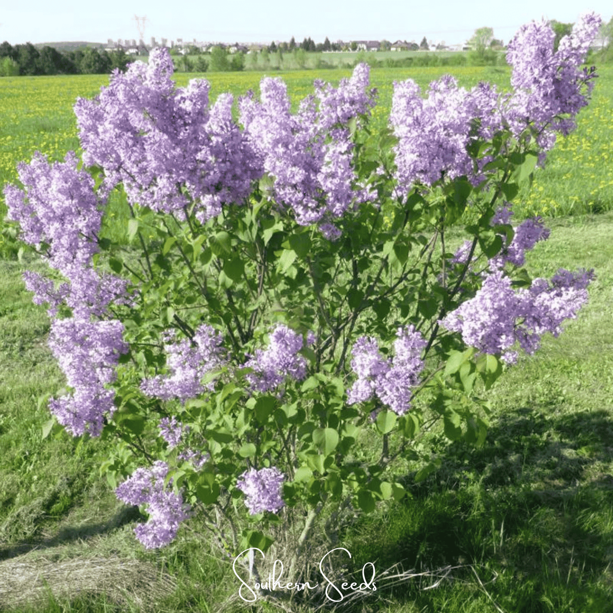 Early Blooming Lilac – 30 Seeds