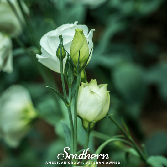 Sapphire White Lisianthus – 25 Seeds
