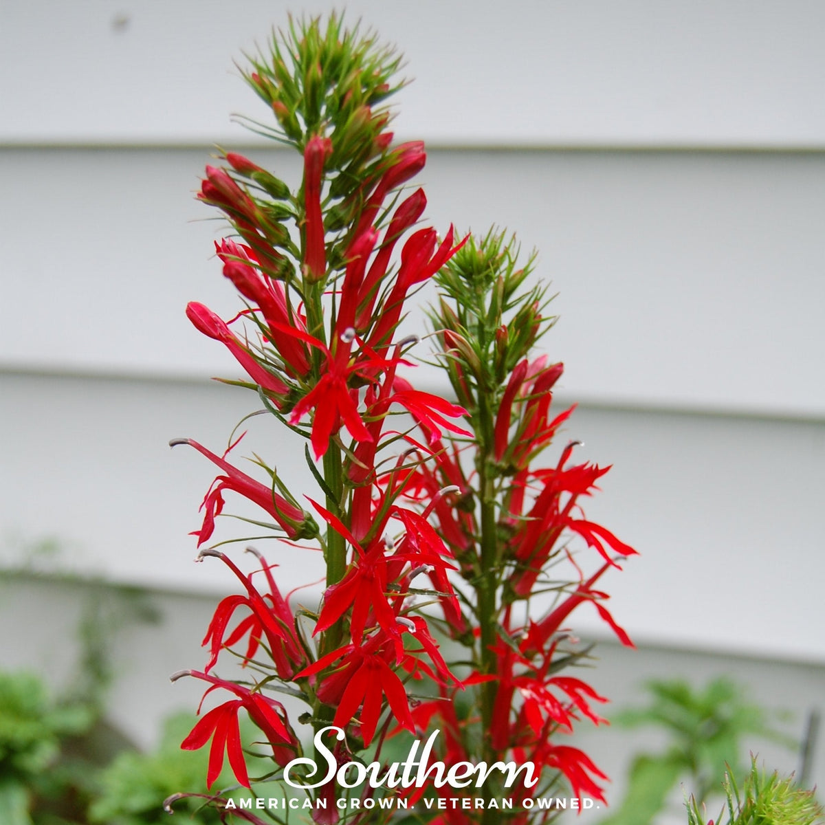 Cardinal Flower Lobelia – 250 Seeds