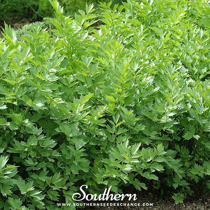 Lovage – 50 Seeds