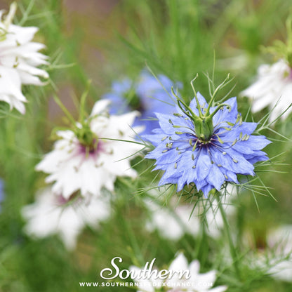 Jewels Mix Love in a Mist – 100 Seeds