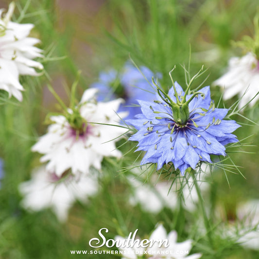 Jewels Mix Love in a Mist – 100 Seeds