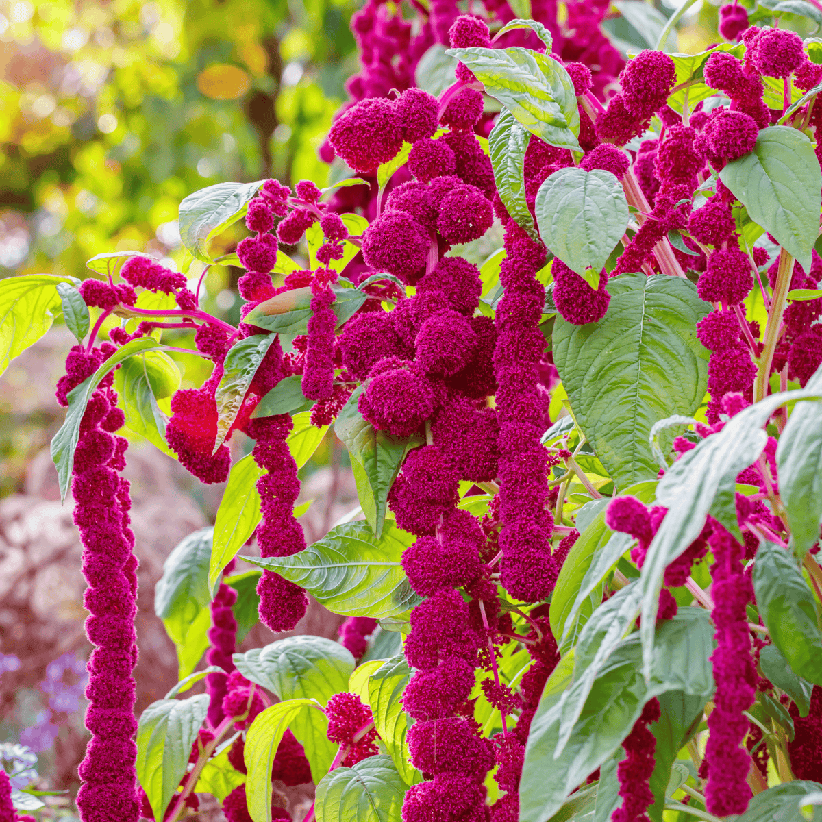 Love Lies Bleeding Amaranth – 250 Seeds