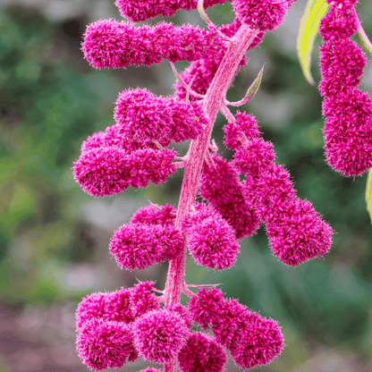 Love Lies Bleeding Amaranth – 250 Seeds