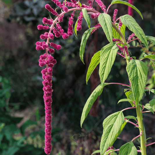 Love Lies Bleeding Amaranth – 250 Seeds