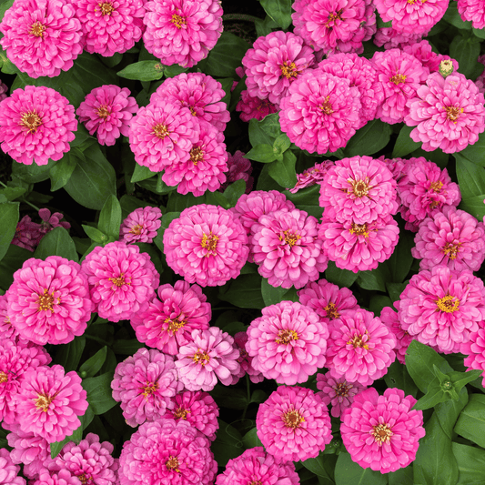 Luminosa Zinnia – 100 Seeds