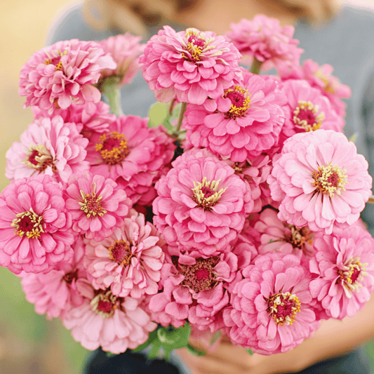 Luminosa Zinnia – 100 Seeds