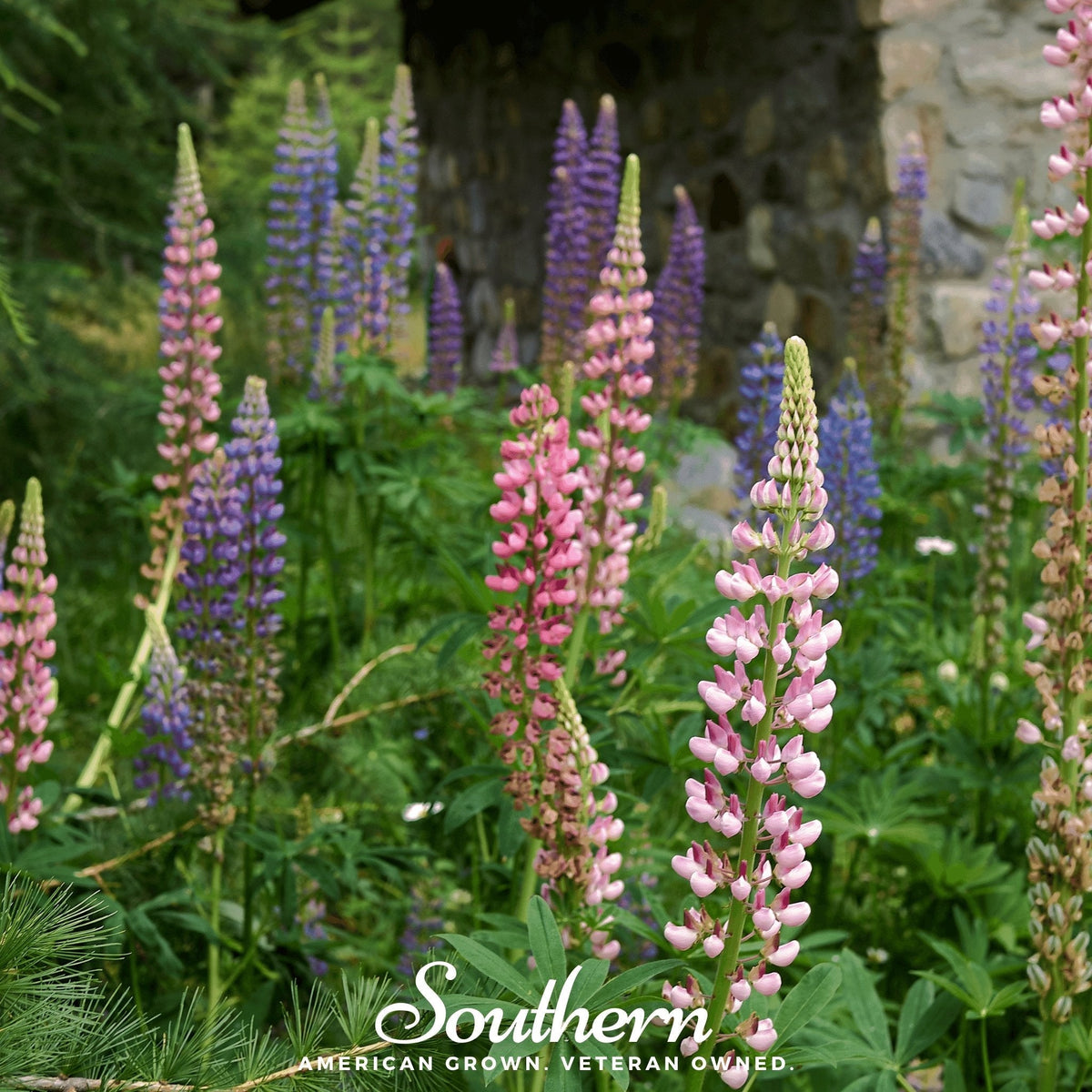 Russell Lupine – 50 Seeds