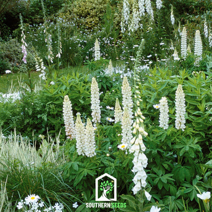 Noble Maiden Lupine Russell – 50 Seeds