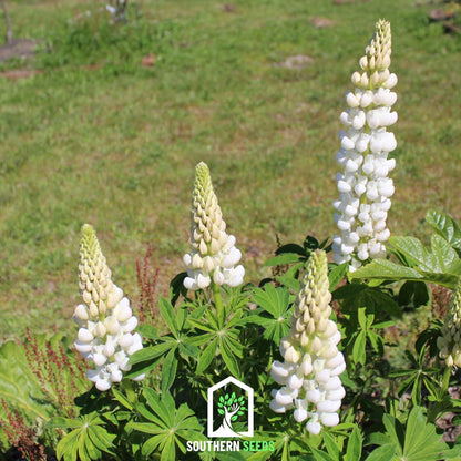 Noble Maiden Lupine Russell – 50 Seeds
